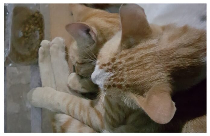 अवांतर, मराठीकथा, मराठीलेखन, मराठीआवृत्ती, मराठीसाहित्य, मराठीलेखक, मराठीमनोरंजन, मराठीवेबसाइट, मराठीआर्टिकल, मराठीस्टोरी, मांजर, बोका, डंपर, डिगर, दनू, पिदू