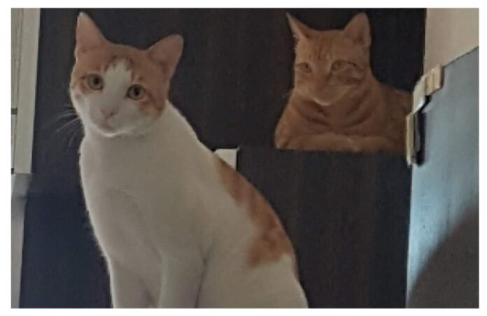 अवांतर, मराठीकथा, मराठीलेखन, मराठीआवृत्ती, मराठीसाहित्य, मराठीलेखक, मराठीमनोरंजन, मराठीवेबसाइट, मराठीआर्टिकल, मराठीस्टोरी, मांजर, बोका, डंपर, डिगर, दनू, पिदू