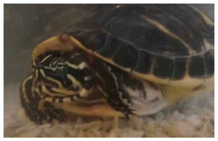 अवांतर, मराठीकथा, मराठीलेखन, मराठीआवृत्ती, मराठीसाहित्य, मराठीलेखक, मराठीमनोरंजन, मराठीवेबसाइट, मराठीआर्टिकल, मराठीस्टोरी, रीगल, रँबो, मंदार_पाटील, टेरापिन