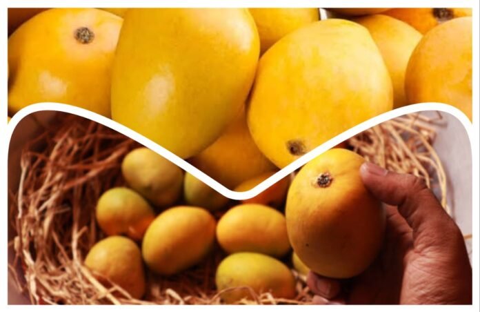 अवांतर, मराठीकथा, मराठीलेखन, मराठीआवृत्ती, मराठीसाहित्य, मराठीलेखक, मराठीमनोरंजन, मराठीवेबसाइट, मराठीआर्टिकल, मराठीस्टोरी, हापूस, आंबा, मावशी, आंब्याचा_सीझन