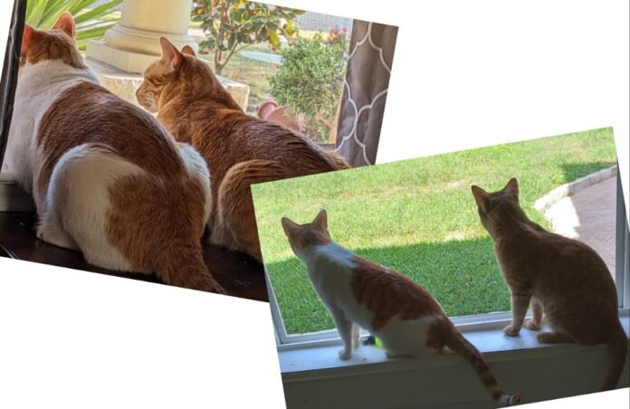 अवांतर, मराठीकथा, मराठीलेखन, मराठीआवृत्ती, मराठीसाहित्य, मराठीलेखक, मराठीमनोरंजन, मराठीवेबसाइट, मराठीआर्टिकल, मराठीस्टोरी, मांजर, बोका, डंपर, डिगर, दनू, पिदू