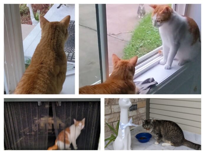 अवांतर, मराठीकथा, मराठीलेखन, मराठीआवृत्ती, मराठीसाहित्य, मराठीलेखक, मराठीमनोरंजन, मराठीवेबसाइट, मराठीआर्टिकल, मराठीस्टोरी, मांजर, बोका, डंपर, डिगर, दनू, पिदू