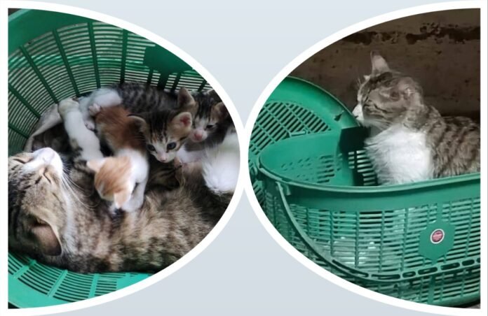 अवांतर, मराठीकथा, मराठीसाहित्य, मराठीलेखक, मराठीआर्टिकल, मराठीस्टोरी, परोपकार, मांजर, मांजरीची पिल्लं, वात्सल्य, प्रेम, भूतदया, cat, kittens, affection, love, benevolence