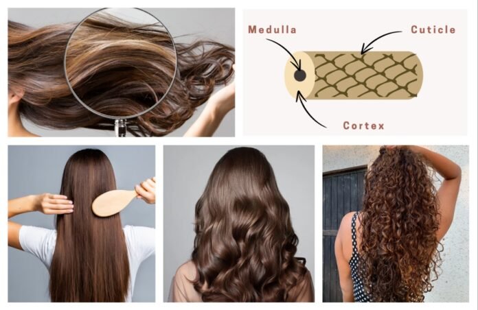 अवांतर, मराठीआर्टिकल, त्वचा, केसांची निगा, हेअर केअर, सौंदर्य, केसांची रचना, त्रिस्तरीय केस, केसांचे स्तर, केसांचे प्रकार